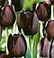 *black tulip*