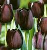   *black tulip*